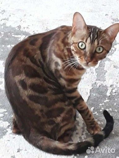 Бенгальский котик
