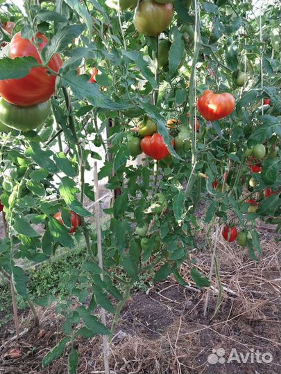 Помидоры свежие домашние