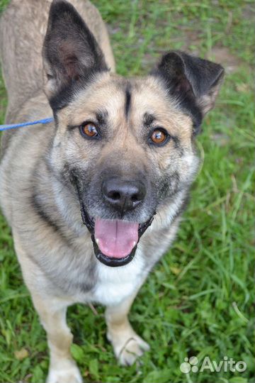 Собака в добрые руки отдам бесплатно