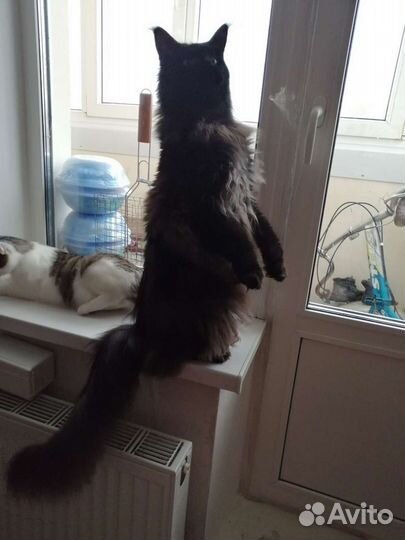 Передержка