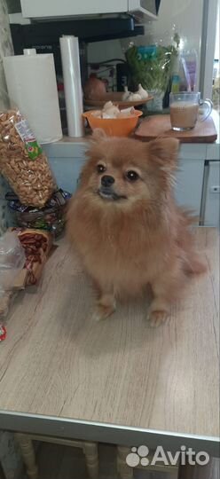 Продаём щенков немецкого шпица-мини