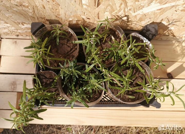 Розмарин саженцы