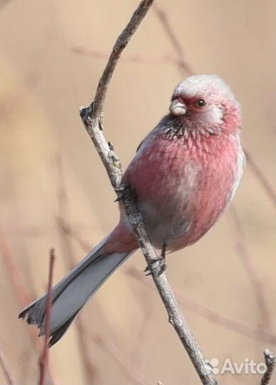 Лесные птицы