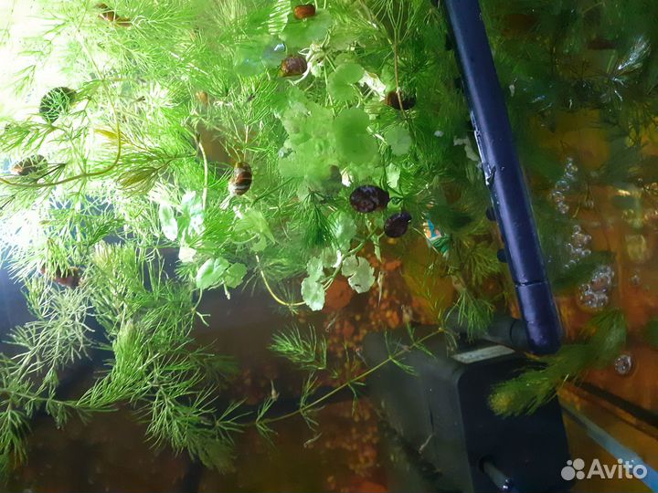 Рыбки гупики