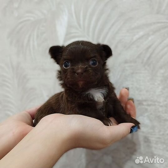 Щенки чихуахуа