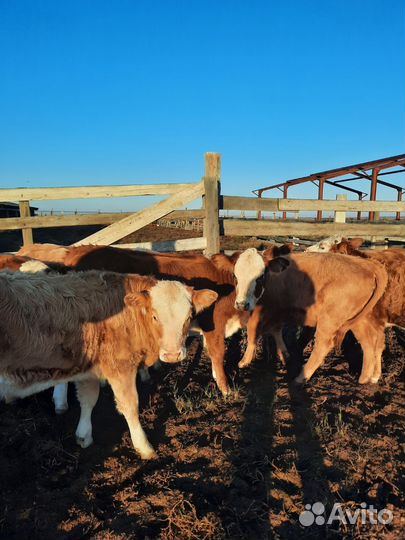 Бычки и телята