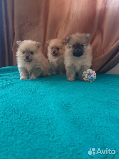 Щенки шпица