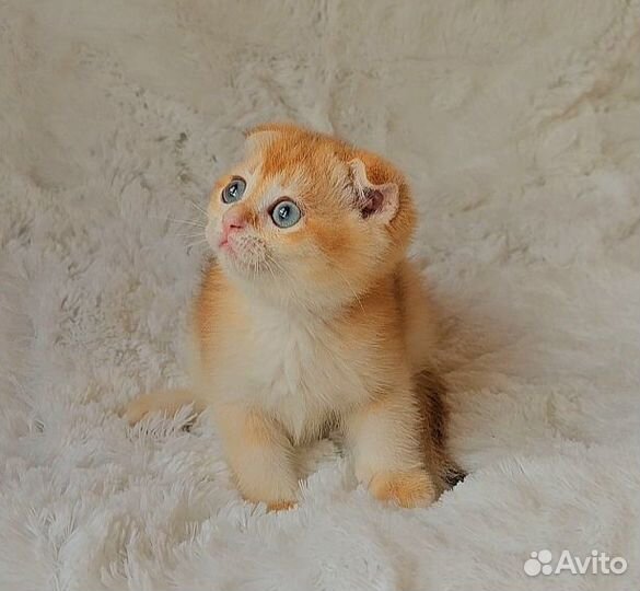 Шотландские вислоухие котята золотая шиншилла