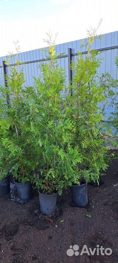 Туя брабант