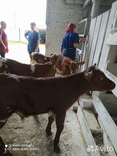 Быки телки. плем