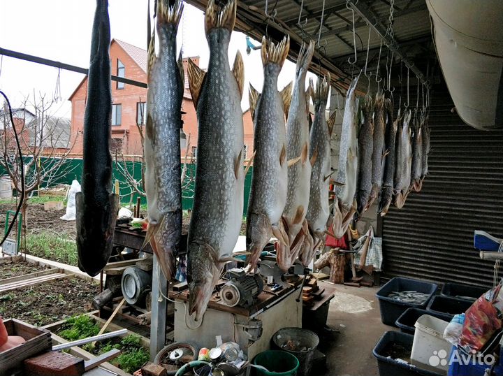 Вяленая рыба