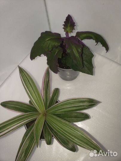 Рео и гинура