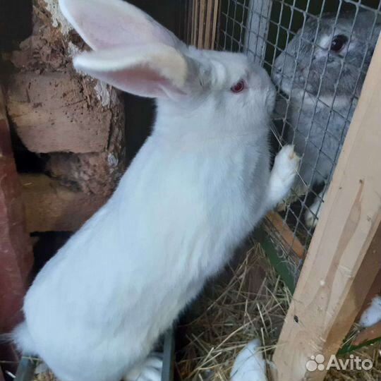 Кролики серый великан