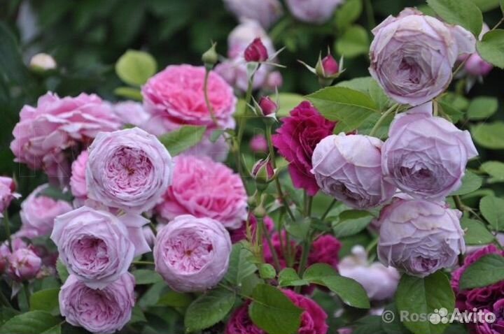 Саженцы Роз Spirit of Freedom/спИрит оф фрИдом