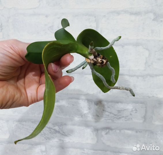 Орхидея фаленопсис