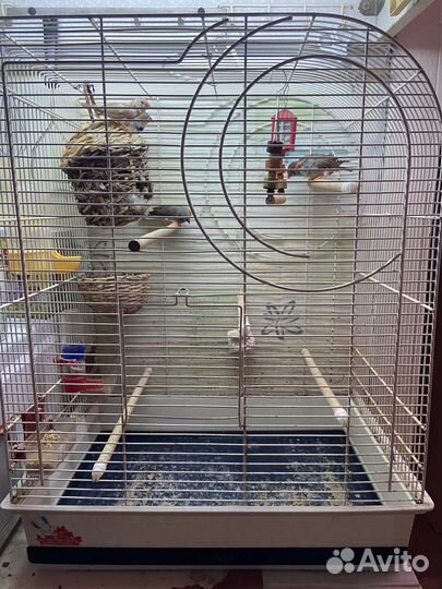 Зебровые амадины