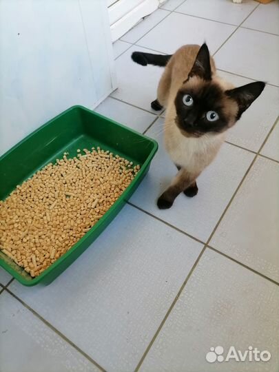 Сиамская кошка