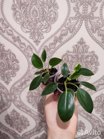 Пеперомия рейндроп, филодендрон Биркин