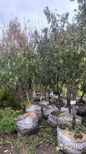 Плодовые деревья и саженцы