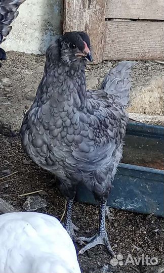 Амераукан и Маран