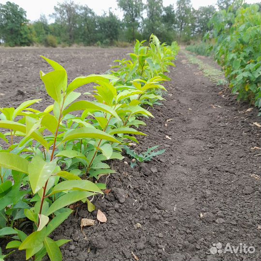 Саженцы черемухи,барбариса,клена