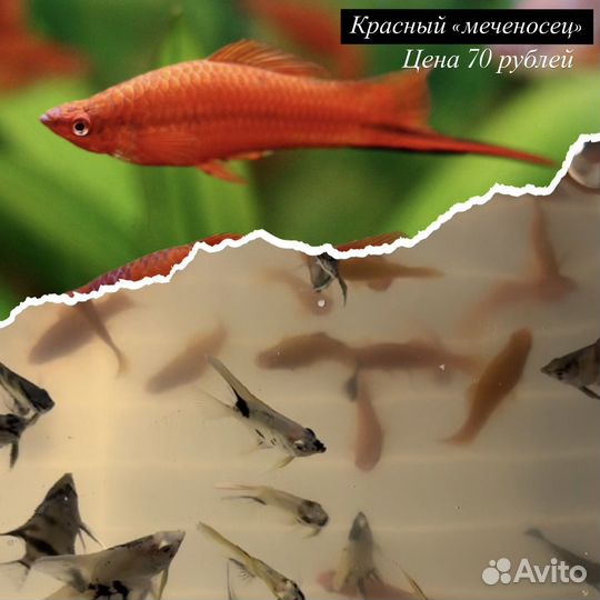 Аквариумные рыбки