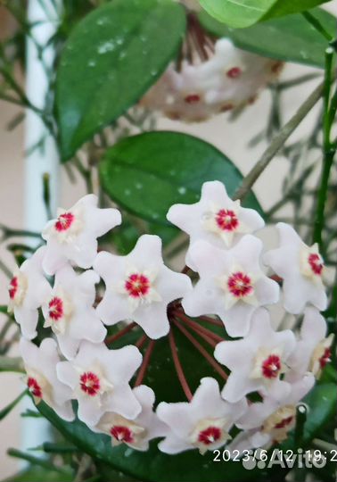 Хойя и Пеперомия туполистная