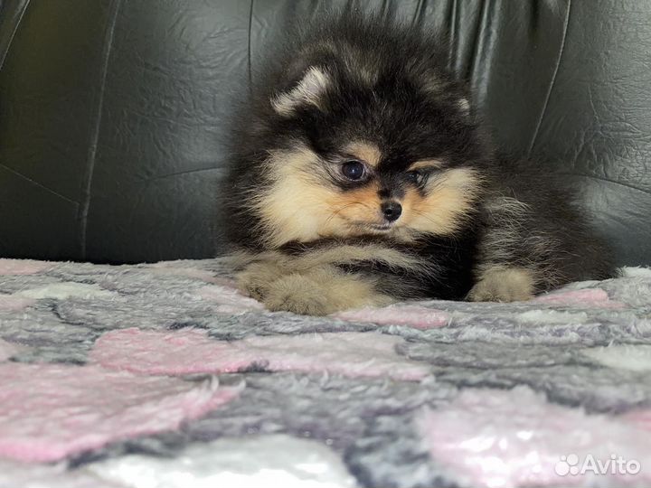 Шпиц девочка