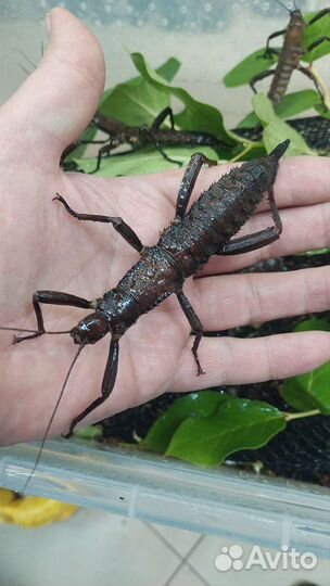 Палочники трех видов, Кормовые насекомые