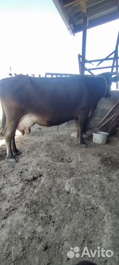 Коровы и телки