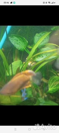 Криптокорина нури розе