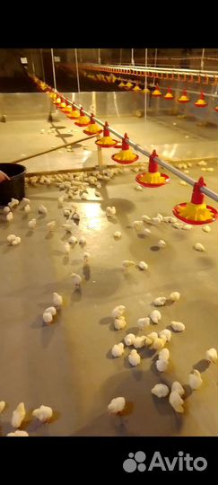 Домашний бройлера вес от 1.8 до 2.5кг.Опт,розница