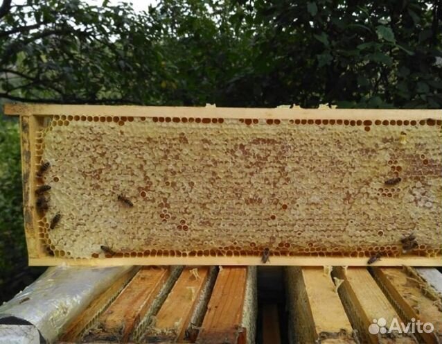 Мёд 24 года Алтайский оптом