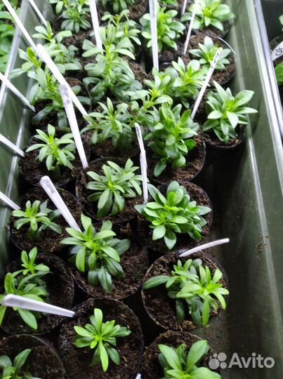 Калибрахоа черенки укорененные