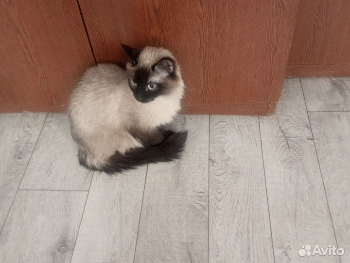 Невская маскарадные котята