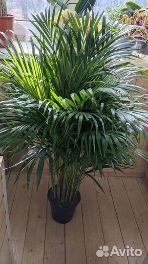 Пальма Арека, Дипсис