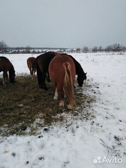 Продам лошадей