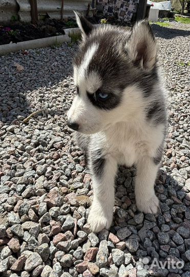 Продаются щенки