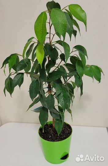 Фикус бенджамина