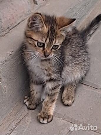 Котенок