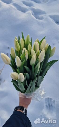 Голландские Тюльпаны