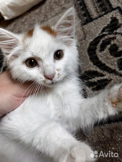 Очень пушистый парень