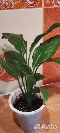 Спатифиллум- Женское счастье