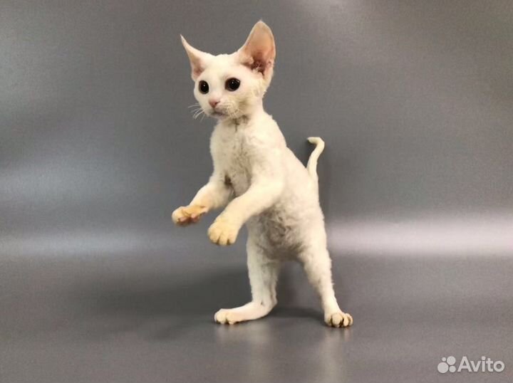 Девон рекс Белоснежная Овечка