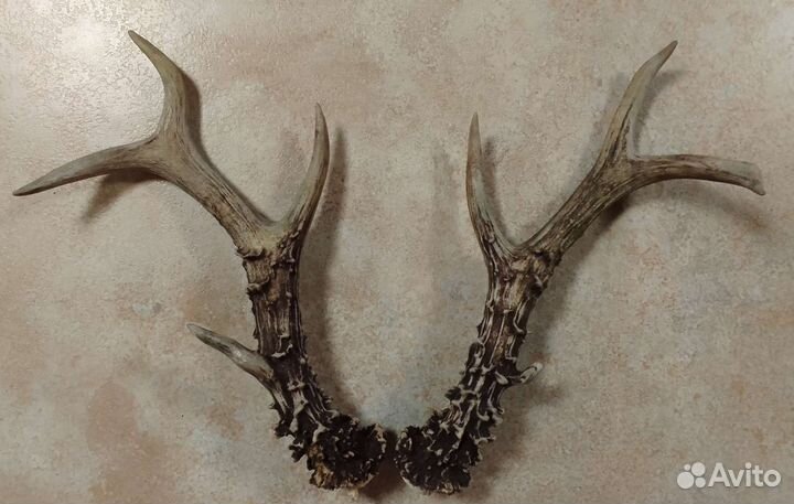 Рога косули парные