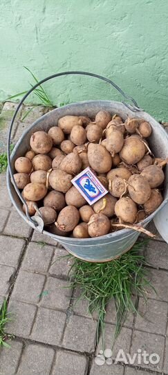 Картофель на посадку
