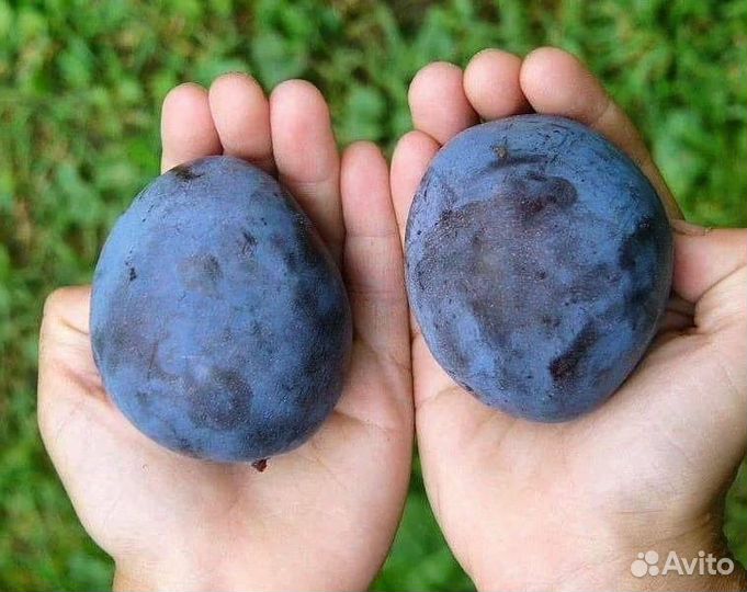 Слива топ гигант саженцы