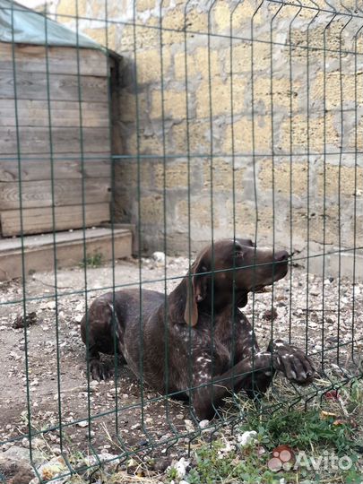 Курцхаар в добрые руки