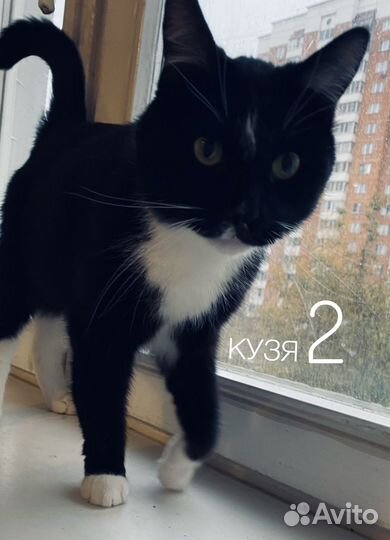 Котик в добрые руки
