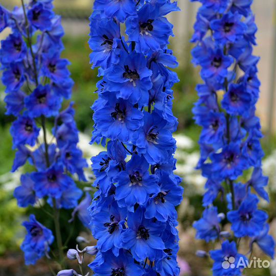Дельфиниум (рассада) цветы садовые